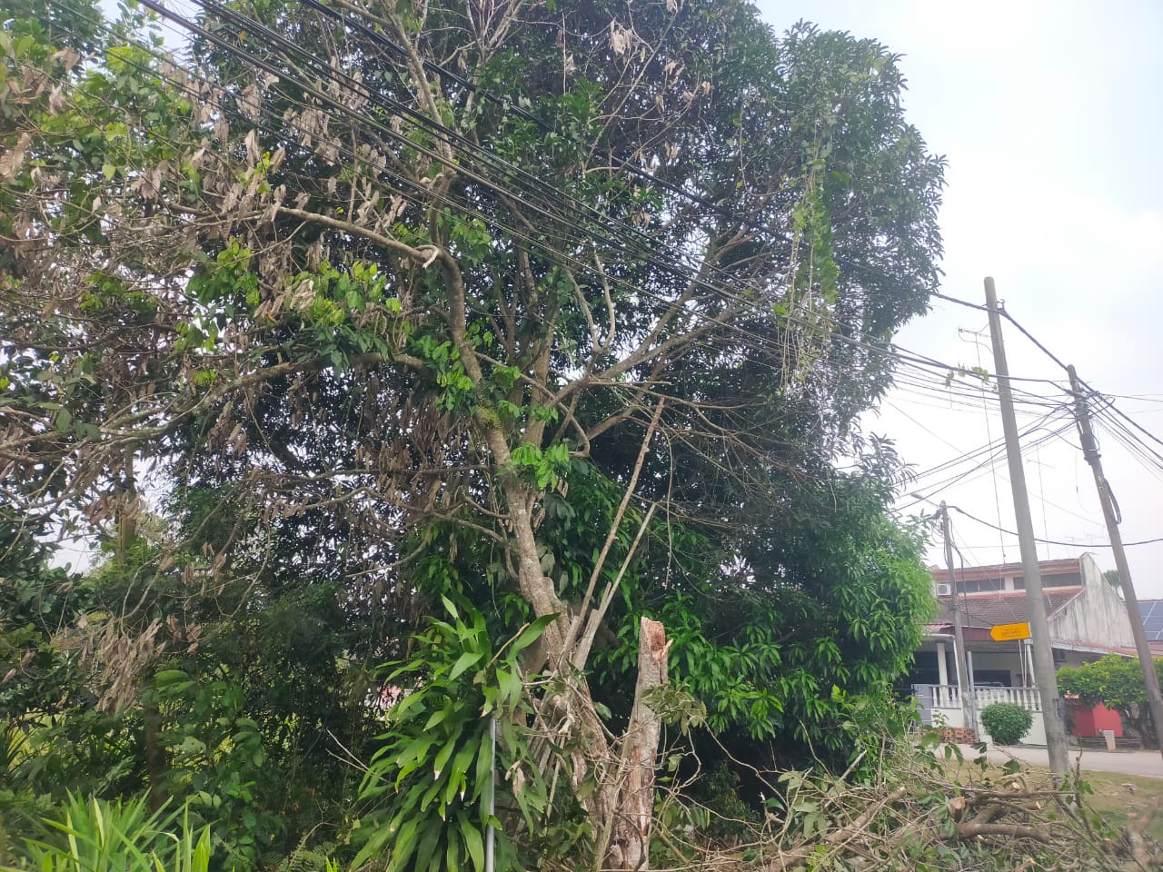Keadaan selepas tindakan: Pokok patah atas wayar TNB